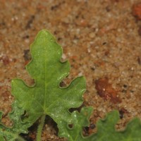 Citrullus colocynthis (L.) Schrad.